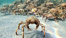 壯觀!成千上萬只蜘蛛蟹齊聚墨爾本海灣