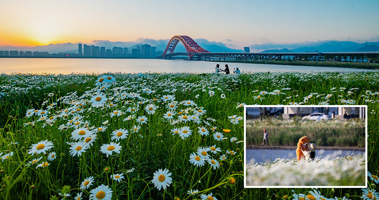 百畝花海如約盛放!這里隨手一拍就是高清壁紙