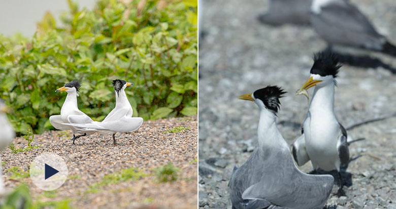 ����ʾ�� �I�~���飡�������t��"��ʽ��ż"��