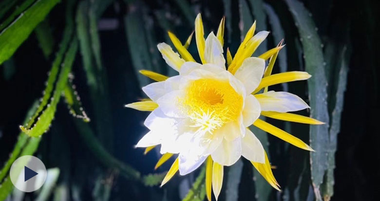 ��ҹ�_���Ļ���������Ҋ�^�᣿���硰�һ�һ�F��