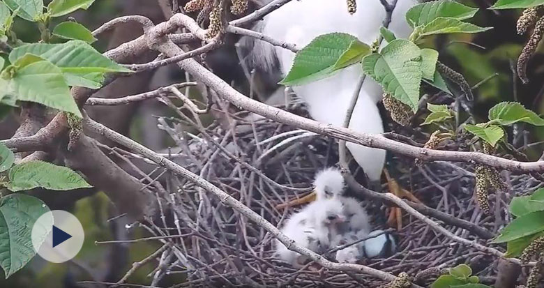 悺������@��������4ֻС��������