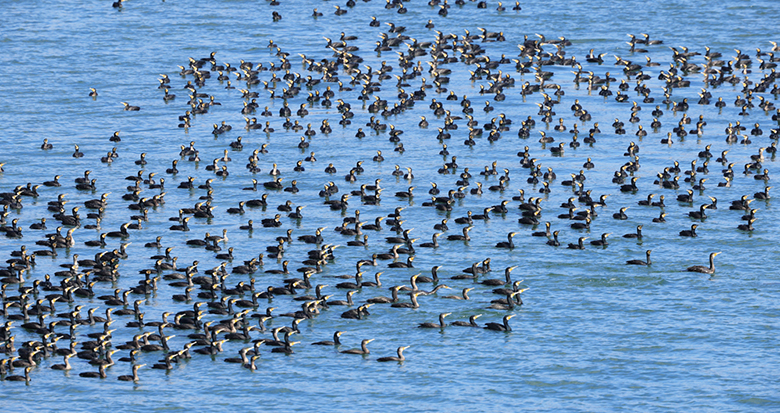 鸕鶿大軍越冬梅山灣