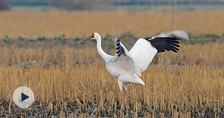 ���B�лʯ�����Q�F(xi��n)��Ҧ��